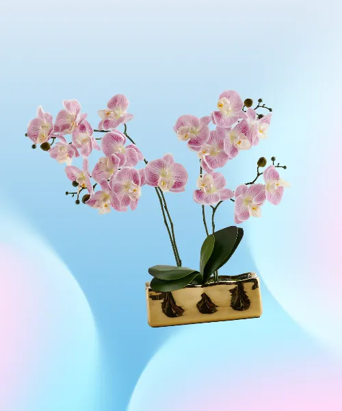 Orchianum reed with a plant motif